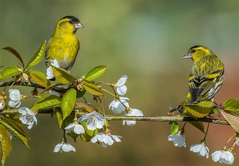 Birds Bird Pasare Flower Yellow Spring Couple Hd Wallpaper Peakpx
