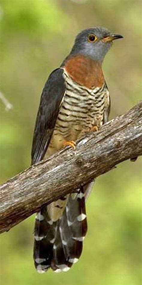 Piet My Vrou Taken By Liam Van Heerden South African Birds Beautiful