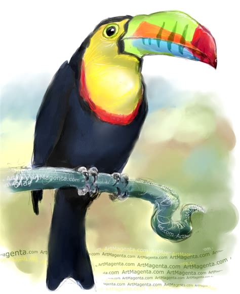 Birds Keel Billed Toucan