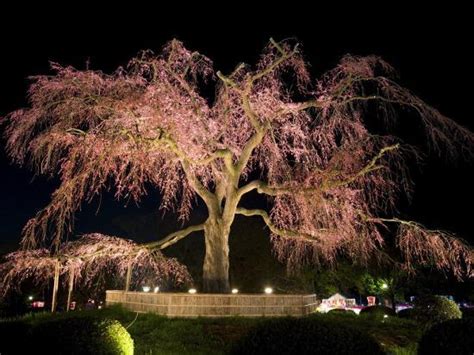 Famous Giant Weeping Cherry Tree In Blossom And Illuminated At Night Maruyama Park Kyoto