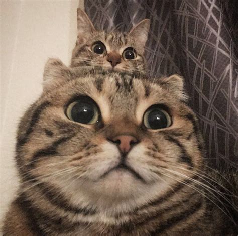 Check spelling or type a new query. "cat" Meme Templates - Imgflip