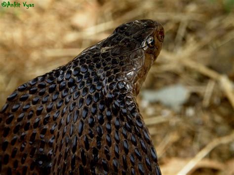 Indian Black Cobra Photo Reptarium