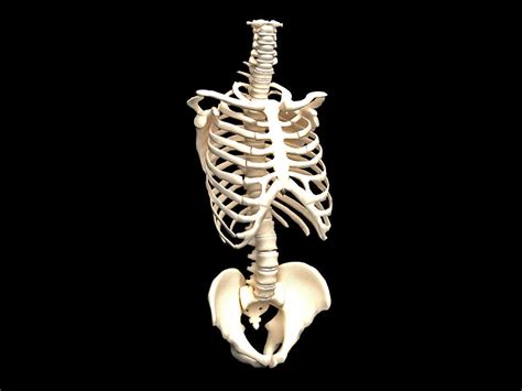3D bones of the human skeleton | CGTrader