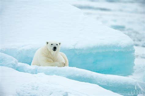 Polar Bear Ursus Maritimus Resting On Blue Ice Svalbard Norway