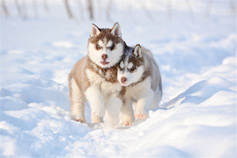 What Kind Of Dogs Were Used In Snow Dogs