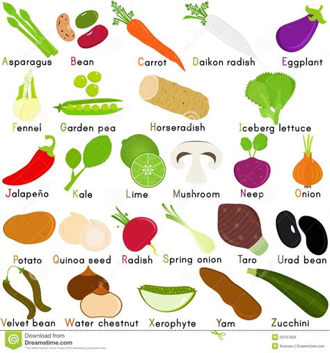 Vegetables are said to be a major dietary requirement, as they are full of essential nutrients that are necessary to stay healthy. Fruits Name In Alphabetical Order - English Lessons