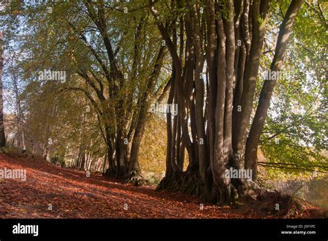 Ancient Beech Trees Fagus Sylvatica Devils Punchbowllargest Spring