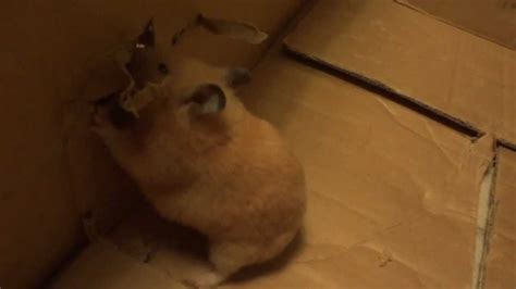 Hamster Chewing Cardboard Youtube