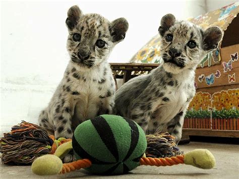 Two Cute Twin Snow Leopard Cubs Hang Out With Their Toys
