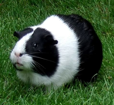 200+ popular, funny, and cute guinea pig names. Guinea Pig Names For Boys - Pet Orb