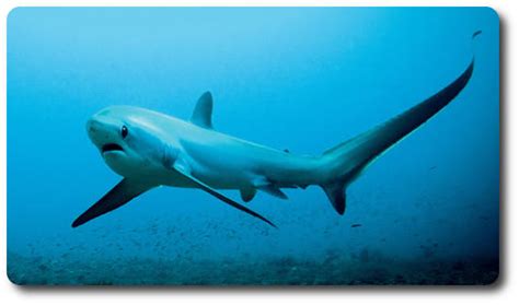 The Thresher Shark X10 Facts Habitat Social Life And Hunting Behavior