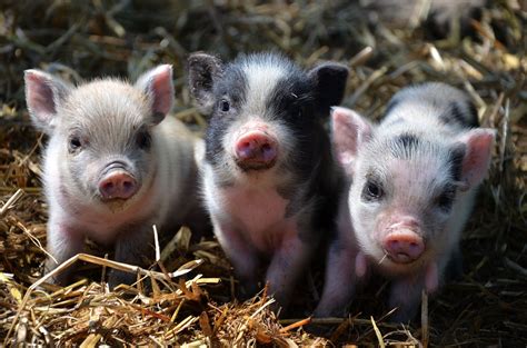 49 Baby Pig Wallpaper Wallpapersafari