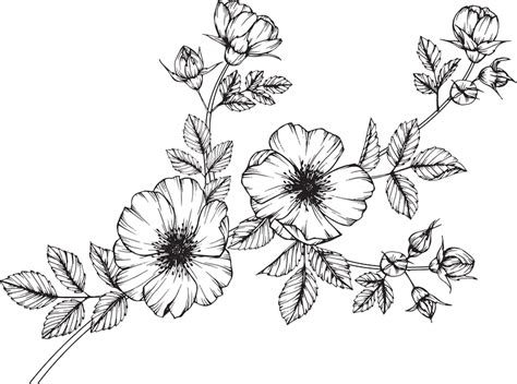 Free 209 Transparent Wild Flower Svg Svg Png Eps Dxf File