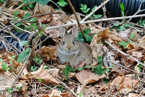 Cottontail Rabbits And Their Nests 27 East