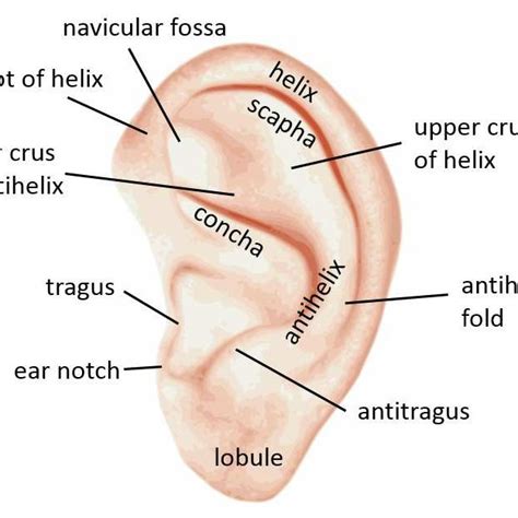 Different Parts Of An Outer Ear Download Scientific Diagram