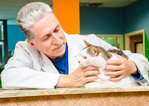 Animal Hospital In Chantilly Va Nova Pets Health Center