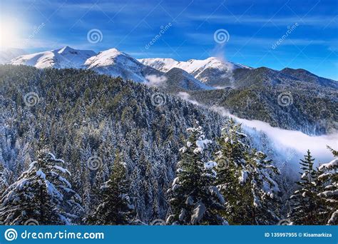 Winter Pine Trees And Mountain Snow Peaks Stock Image