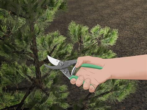 How To Plant Pine Trees With Pictures Wikihow