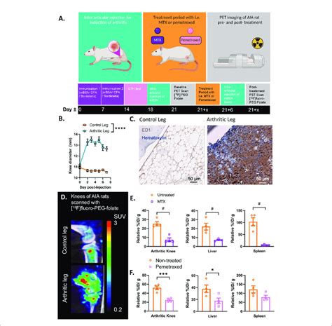 Antigen Induced Arthritis Aia Rat Model Used In Preclinical Studies