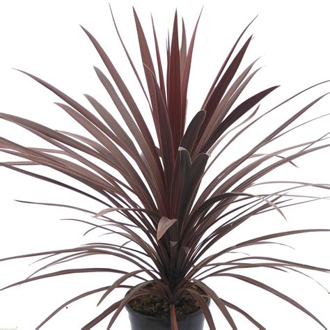 Buy Large Cordyline Australis Red Star Litre Delivery By