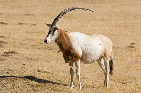 Scimitar Horned Oryx Oryx Dammah Stock Image C0037589 Science