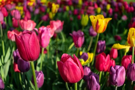 Colorful Tulips In The Flower Garden Flowers Multicolored Tulips