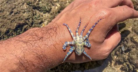 Was Ist Zu Tun Wenn Du Von Einem Giftigen Blauring Oktopus Gebissen Wurdest Aktualisiert