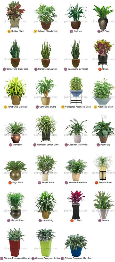 Small Tropical Plants For Interior Landscaping By