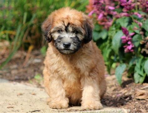 Mini whoodle puppies for sale | greenfield puppies. Whoodle - Mini Puppies For Sale | Puppy Adoption | Keystone Puppies