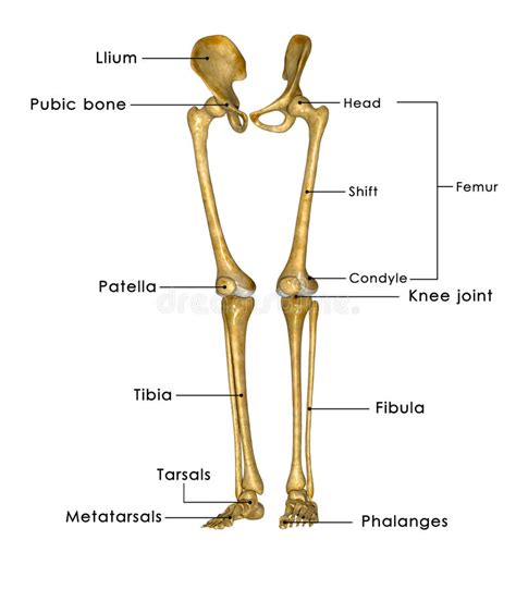Skeleton Legs Stock Illustration Illustration Of Anatomical 44729022