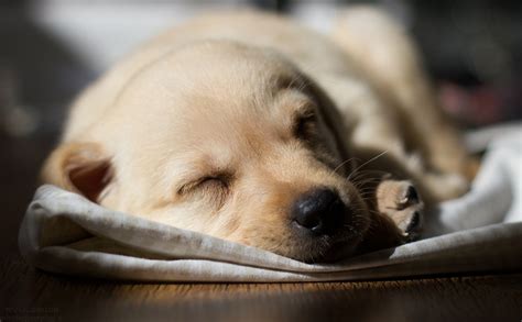 Papeis de parede Cão Cachorrinho Retriever Dorme Animalia baixar imagens