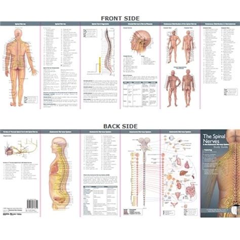 Anatomical Poster Chart The Spinal Nerves And The Autonomic Nervous