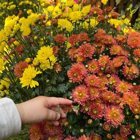 Multi Color Mums Chrysanthemums For Sale