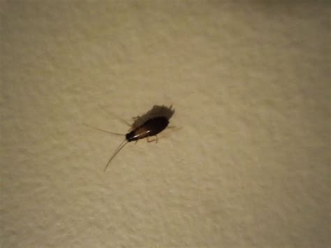 Small Brown Bug With Whiteyellow Spot Found In Kitchen Whatsthisbug