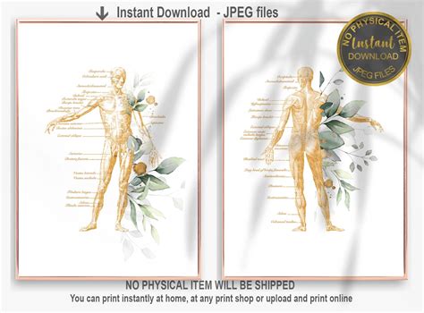 Muscular System Art Anatomy Art Set Medical Art Set Massage Etsy UK