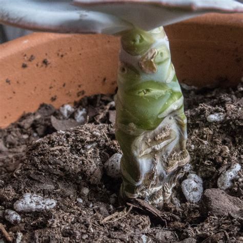 It can spread quickly and kill a plant in days. echeveria dropped leaves, may have rot