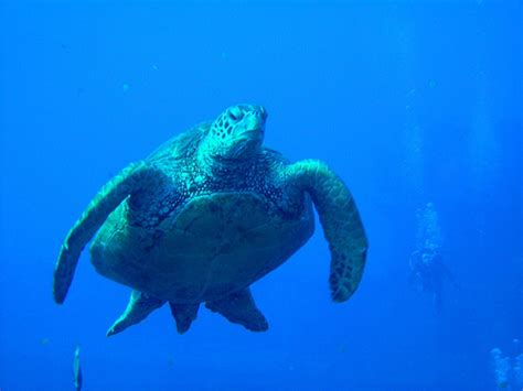 Dive Oahu Hawaii Explore The Mysteries Of The Deep Seas