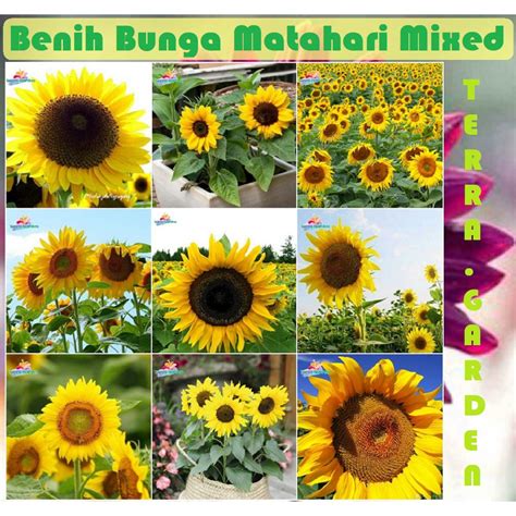 Jual Bibit Benih Bunga Matahari Sunflower Mixed Seeds Shopee Indonesia