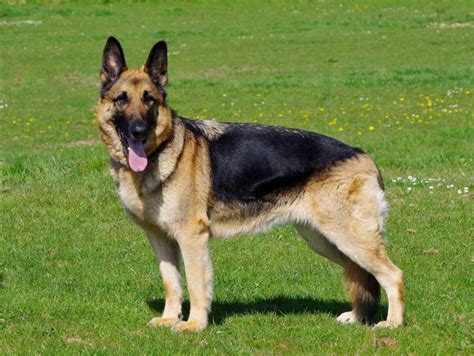 Bruce 2 Year Old Male German Shepherd Dog For Adoption