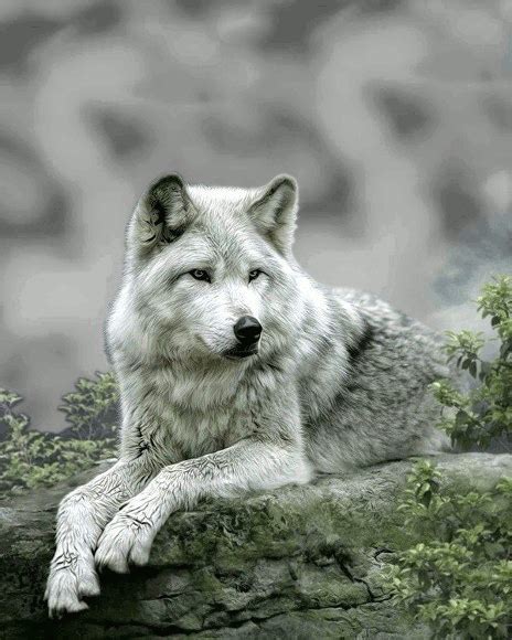 #wolf #anime wolf #wolfs rain #kiba #white wolf #manga wolf #sad. Tuto Picture it Loup sous Lune (Le Gif animé)