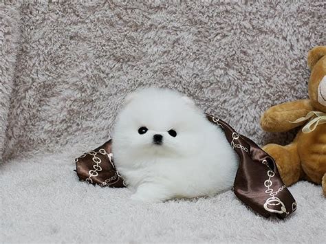 Pomeranian Puppies For Sale Miami Fl 283085 Petzlover