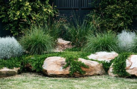 The New Look Aussie Backyard Native Plant Project Australian Garden