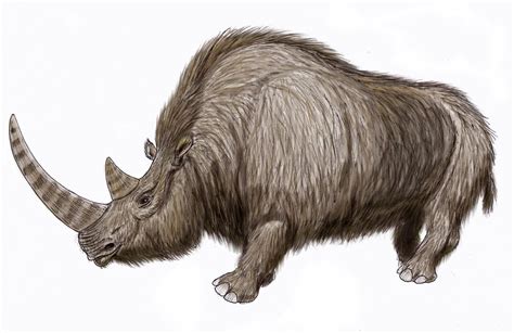 Ancient Woolly Rhinoceros Discovered In Siberian Permafrost