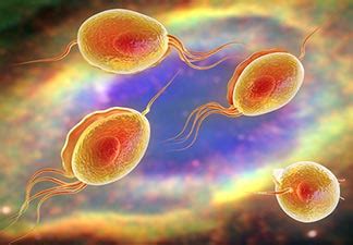 Confira questões resolvidas sobre os protozoários: Trichomonas vaginalis - Parasito.com.br