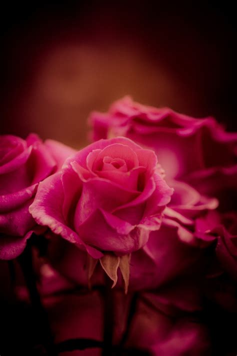 Free Images Flower Purple Petal Red Darkness Pink Close Up