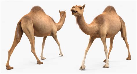 Because of its paddy feet a camel can run fast in sand , land and in a desert. Camel Walking Pose With Fur 3D | 3D Molier International