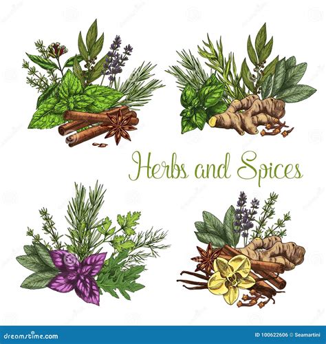 Vector Poster Of Spices And Herbs Seasonings Stock Vector