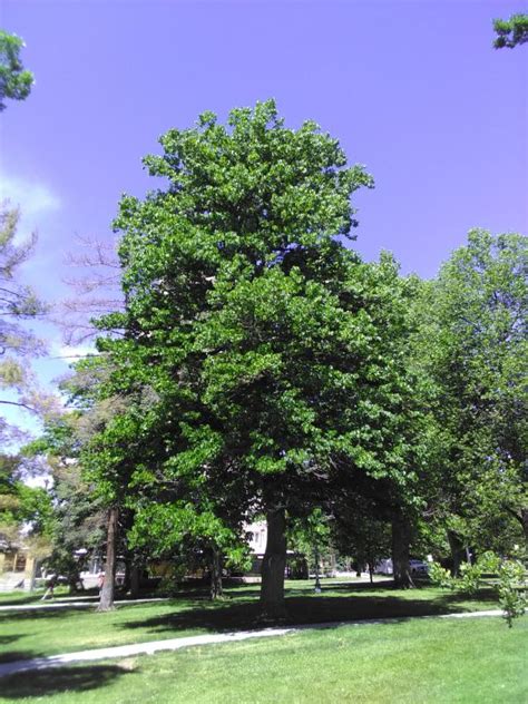 Shade Trees Shade Trees For Sale In Colorado Buy Trees Online