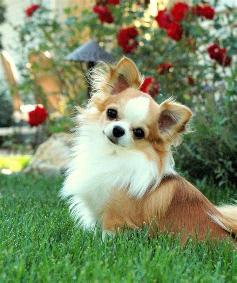 37 Long Haired Chihuahua Breed Pic Bleumoonproductions
