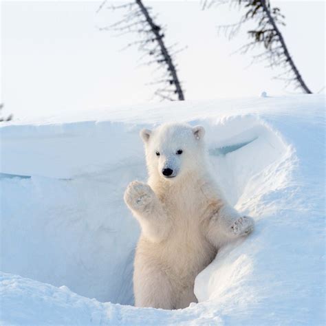 Polar Bears Tushita Sm Wall Calendar